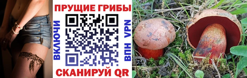 дарнет шоп  Сковородино  Псилоцибиновые грибы Cubensis 